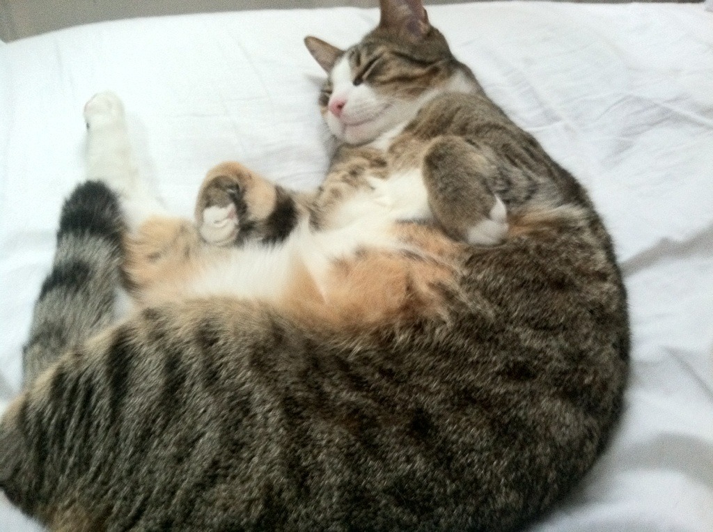 随机瑞士马术协会授予皮乌斯·施维泽“年度最佳障碍赛骑手”称号。