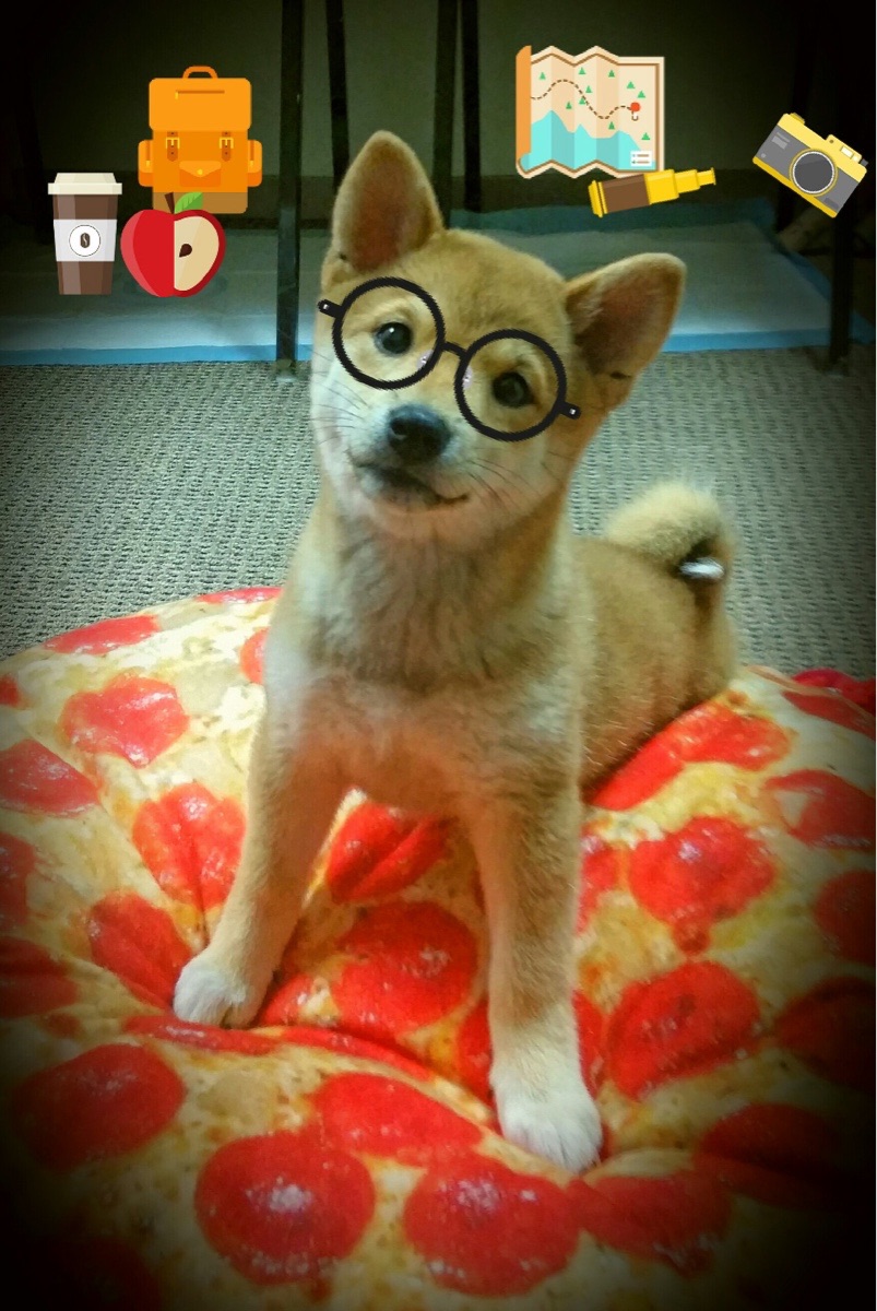 瑞士马术协会授予皮乌斯·施维泽“年度最佳障碍赛骑手”称号。