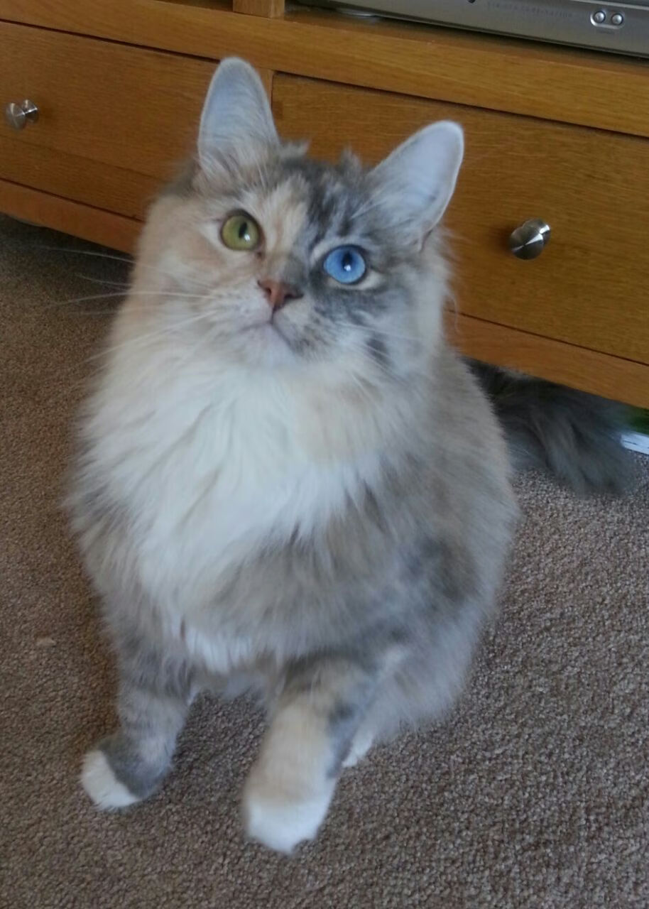 DOTA 2电竞教育项目启动，dota 电竞平台