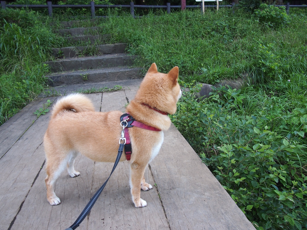 巴黎主场大胜皇马，成功晋级半决赛！，巴黎对皇马