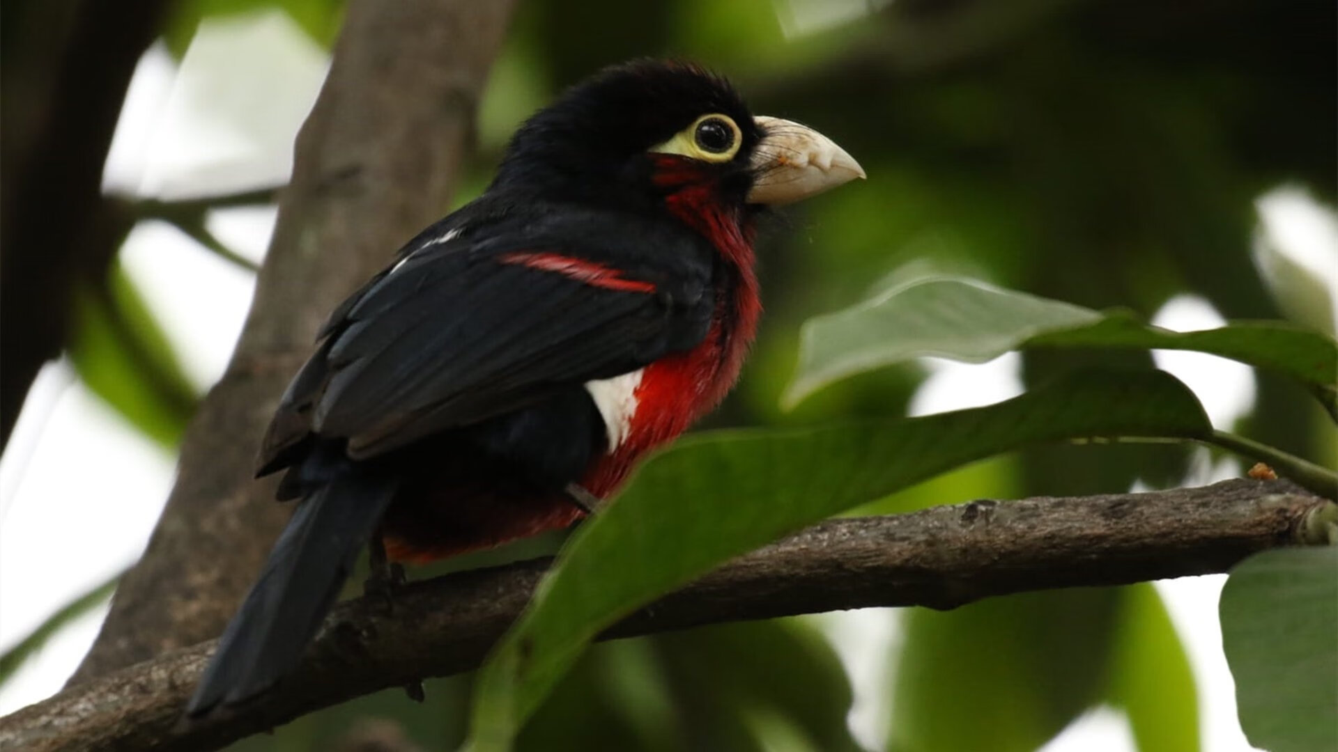 福建豹发力进攻端威胁增强,福建豹发力在哪