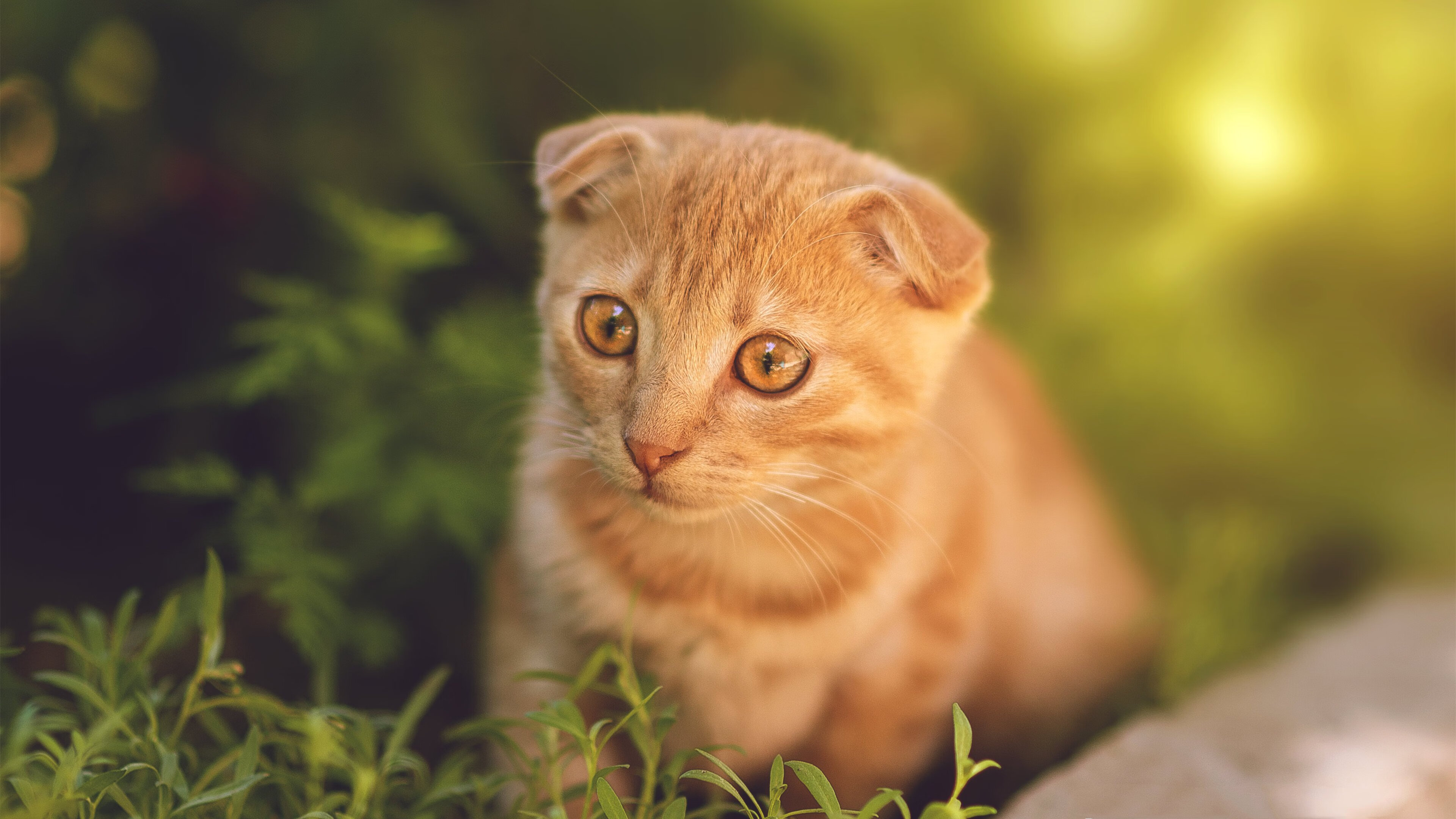 Chinese Taipei乒乓球队的制胜法宝：灵活战术解析，乒乓台北