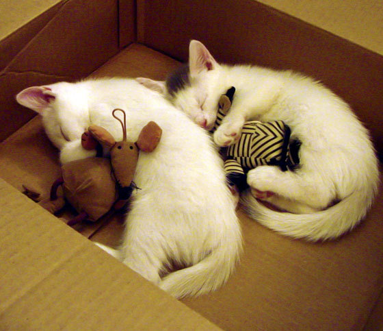 九游网页版官网入口-“短柄墙球：高新区全民健身馆赛场，战术布局与精准出击的完美结合”