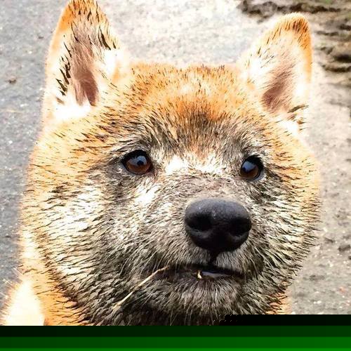 JIU YOU GAME-中国女篮全队训练强度加大 技战术提升明显，2021年6月中国女篮训练