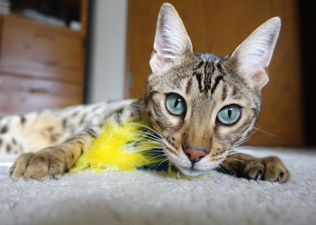 浙江雄狮精准抢断转化得分打出节奏篮球,浙江雄狮杯业有限公司