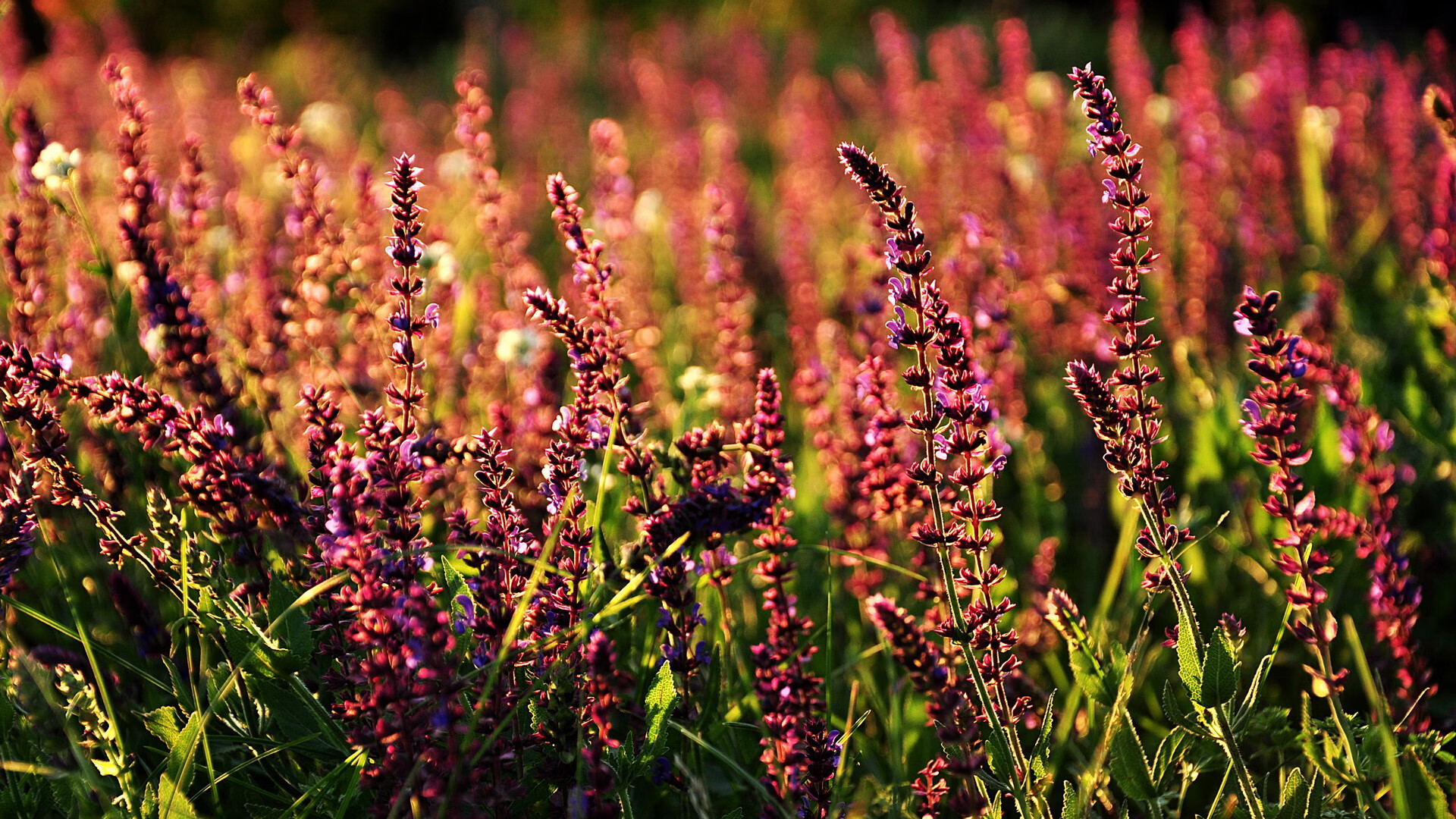 九游网游官网-美国队未来发展：全方位提高技术，冲击国际赛事冠军，美国队展示