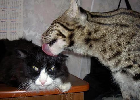 -中国足球青训基地环境设施持续改善，中国足球青训基地有哪些