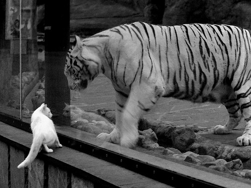 九游游戏中心-希腊女篮在欧洲锦标赛中再夺金牌，继续写就荣耀篇章，希腊女球迷