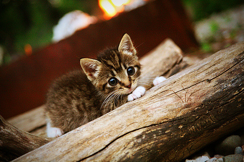 九游网游官网-斯滕伯根赛场表现赢得观众喝彩，斯滕斯滕